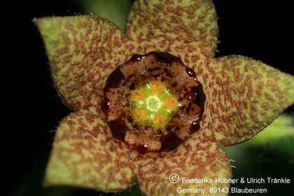 Brachystelma dinteri (FH07,062) 004 – Asclepidarium