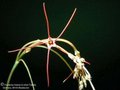Brachystelma filifolium Blüte und Knospen – Asclepidarium