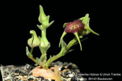 Brachystelma foetidum (Harrysmith, RSA) (FH09,002) 002 – Asclepidarium