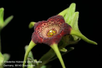 Brachystelma foetidum (Harrysmith, RSA) (FH09,002) 004 – Asclepidarium