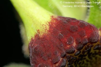 Brachystelma foetidum (Harrysmith, RSA) (FH09,002) 010 – Asclepidarium