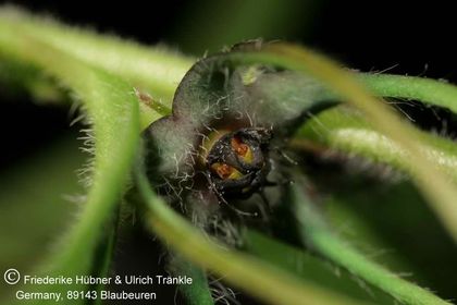 Brachystelma gracile (Exotica) 002 – Asclepidarium