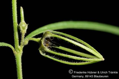Brachystelma gracile (FH07,074) 002 – Asclepidarium