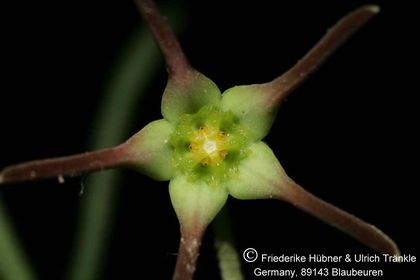Brachystelma longifolium (FH07,066) RSA Morgenzon 004 – Asclepidarium