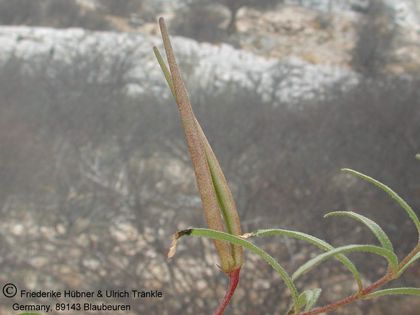 Brachystelma longifolium (Morgenzon, RSA) 001 – Asclepidarium