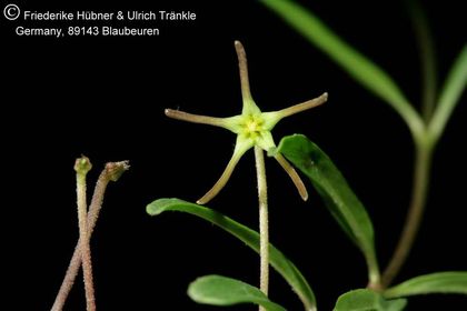 Brachystelma longifolium (RSA Morgenzon) (FH07,079) 001 – Asclepidarium