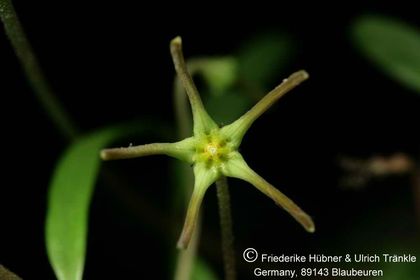 Brachystelma longifolium (RSA Morgenzon) (FH07,079) 004 – Asclepidarium