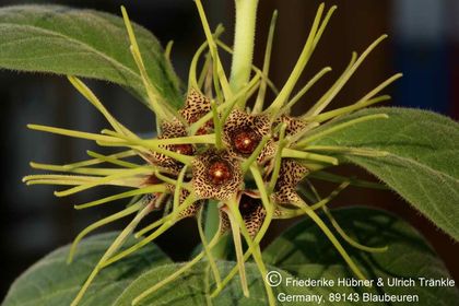 Brachystelma maritae (Exotica Clon) 002 – Asclepidarium