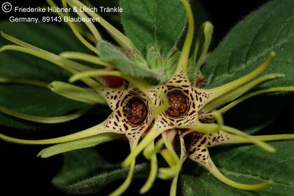 Brachystelma maritae (Exotica Clon 1) 002 – Asclepidarium