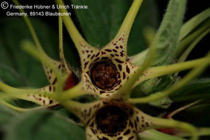 Brachystelma maritae (Exotica Clon 1) 003 – Asclepidarium