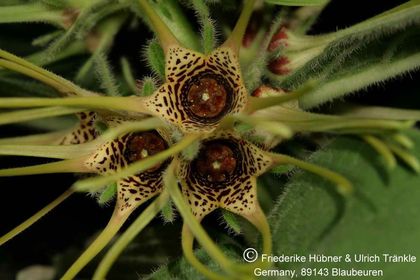 Brachystelma maritae (Exotica Clon 2) 003 – Asclepidarium