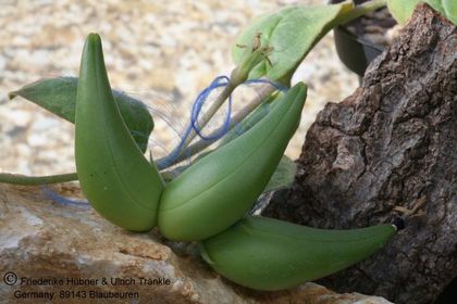 Brachystelma megasepalum fruit 002 – Asclepidarium