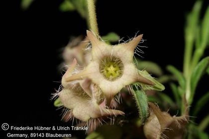 Brachystelma meyerianum Stutterheim (FH07,085) 001 – Asclepidarium