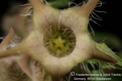Brachystelma meyerianum Stutterheim (FH07,085) 003 – Asclepidarium