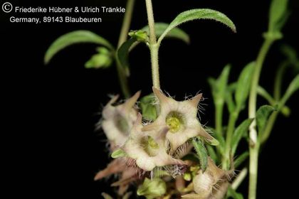 Brachystelma meyerianum Stutterheim (FH07,085) 006 – Asclepidarium