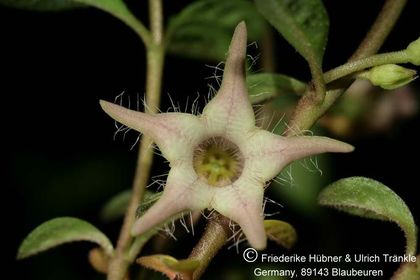 Brachystelma meyerianum Stutterheim (FH07,086) 003 – Asclepidarium