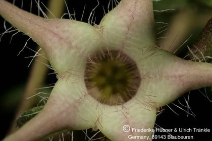 Brachystelma meyerianum Stutterheim (FH07,086) 004 – Asclepidarium