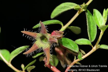 Brachystelma meyerianum (Stutterheim RSA) (FH09,0 ) 001 – Asclepidarium