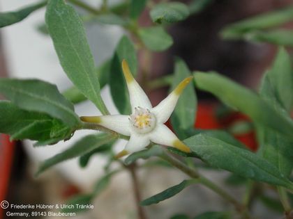 Brachystelma nanum Blüte nah – Asclepidarium