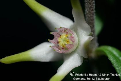 Brachystelma nanum Magaliesberg RSA (FH05,021) 003 – Asclepidarium