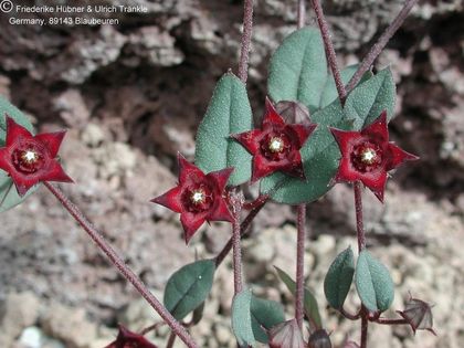 Brachystelma pulchellum Blüten 1 – Asclepidarium