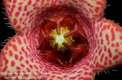 Brachystelma remotum (Dirkieskorp, RSA) (FH09,036) (stacking) – Asclepidarium