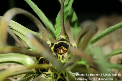 Brachystelma sp nov (FH09,064) 003 – Asclepidarium
