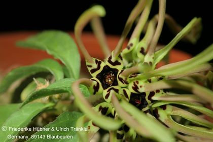 Brachystelma sp nov (FH09,065) 003 – Asclepidarium