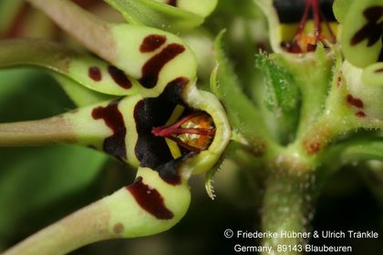 Brachystelma sp nov (FH09,065) 005 – Asclepidarium