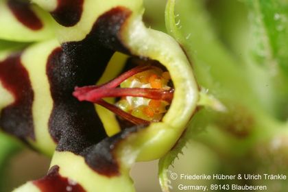 Brachystelma sp nov (FH09,065) 006 – Asclepidarium