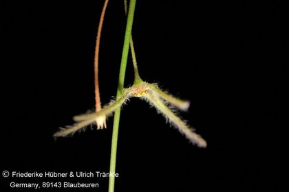 Brachystelma sp nov (RM577, Thailand) (FH09,236) 001 – Asclepidarium