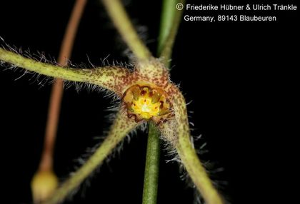 Brachystelma sp nov (RM577, Thailand) (FH09,236) (stacking) 001 – Asclepidarium