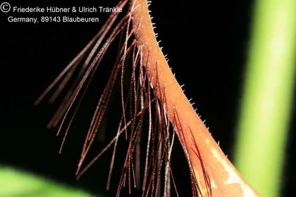 Brachystelma tavalla Ind. 2 007 – Asclepidarium