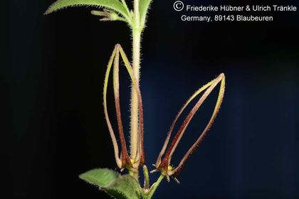 Brachystelma tenue RSA Makhatini 003 – Asclepidarium