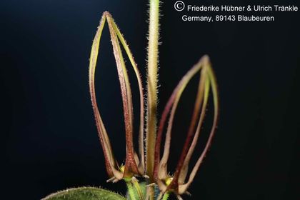 Brachystelma tenue RSA Makhatini 006 – Asclepidarium