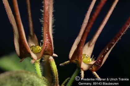 Brachystelma tenue RSA Makhatini 008 – Asclepidarium