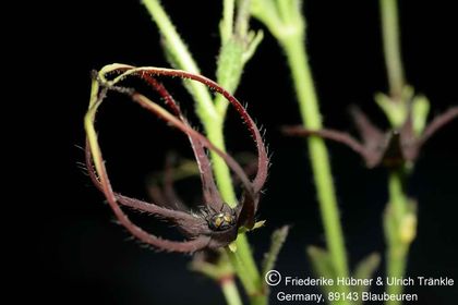 Brachystelma tenue (sec clone) 002 – Asclepidarium