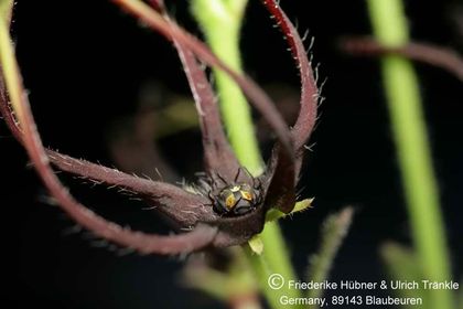 Brachystelma tenue (sec clone) 003 – Asclepidarium