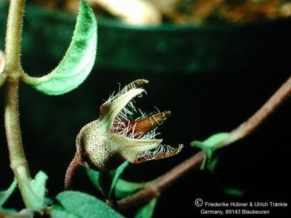 Brachystelma tuberosum Blüte seitlich – Asclepidarium