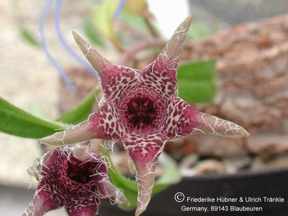 Brachystelma tuberosum (Transkei, RSA) 001 – Asclepidarium