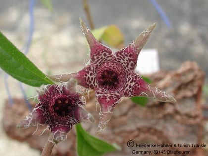 Brachystelma tuberosum (Transkei, RSA) 002 – Asclepidarium