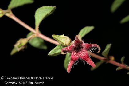 Brachystelma tuberosum (Transkei RSA) (FH09,0 ) 001 – Asclepidarium