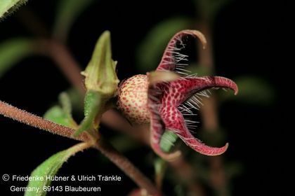 Brachystelma tuberosum (Transkei RSA) (FH09,0 ) 003 – Asclepidarium
