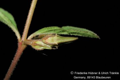 Brachystelma tuberosum (Transkei RSA) (FH09,0 ) 006 – Asclepidarium