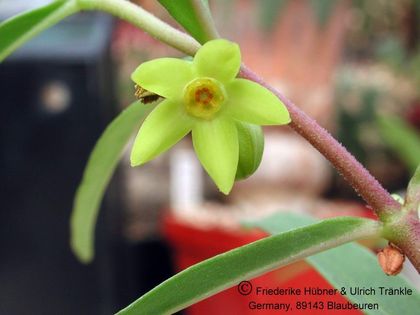 Brachystelma vahrmeijeri (RSA Makhatini) 2 – Asclepidarium