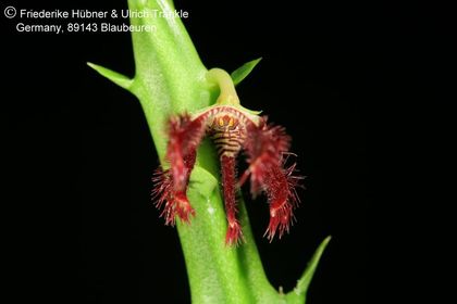 Caralluma adscendens var. fimbriata (FH07,227) 002 – Asclepidarium