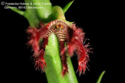 Caralluma adscendens var. fimbriata (FH07,227) 004 – Asclepidarium