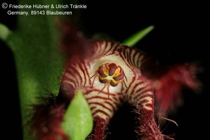 Caralluma adscendens var. fimbriata (FH07,227) 005 – Asclepidarium