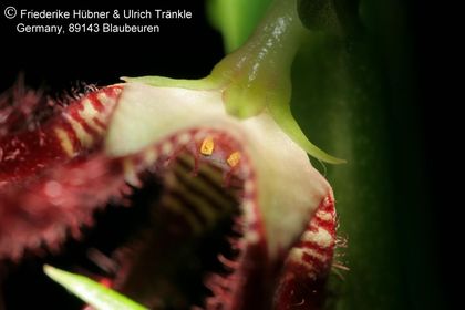 Caralluma adscendens var. fimbriata (FH07,227) 008 – Asclepidarium