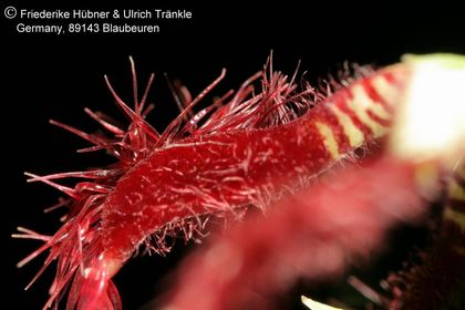 Caralluma adscendens var. fimbriata (FH07,227) 009 – Asclepidarium